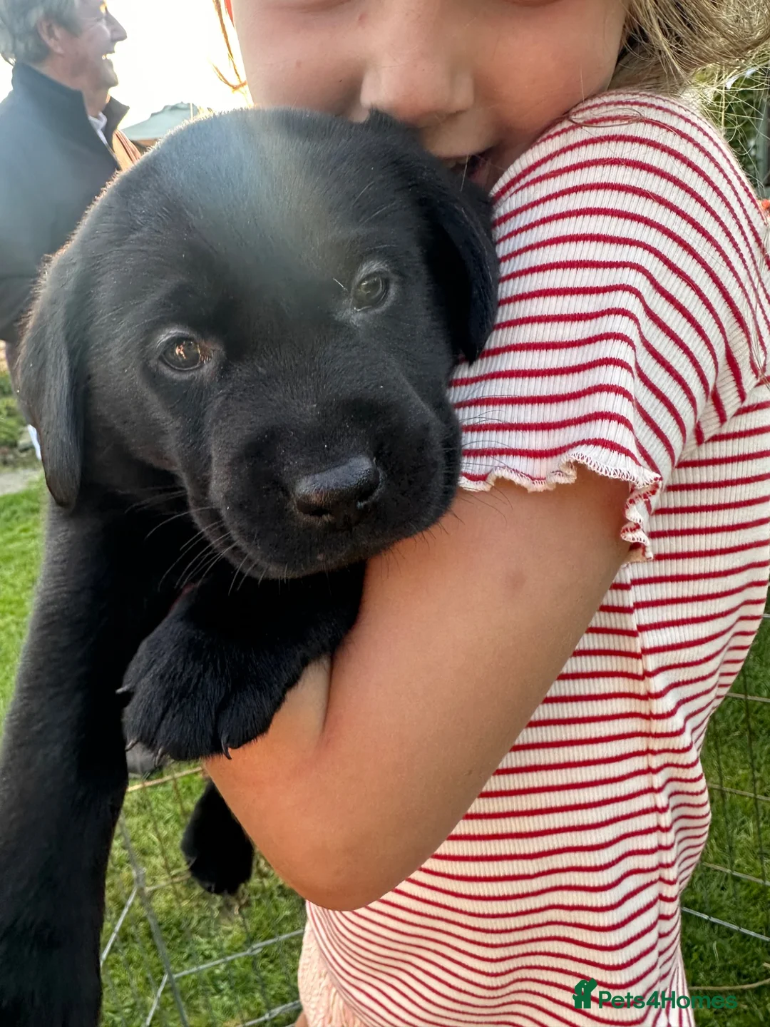 Labrador Retriever dogs for sale: X1 female Labrador puppy for sale in Stirling - Advert 2