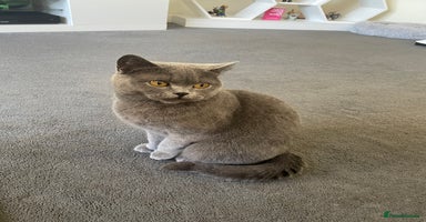 British Shorthair cats - Advert 1