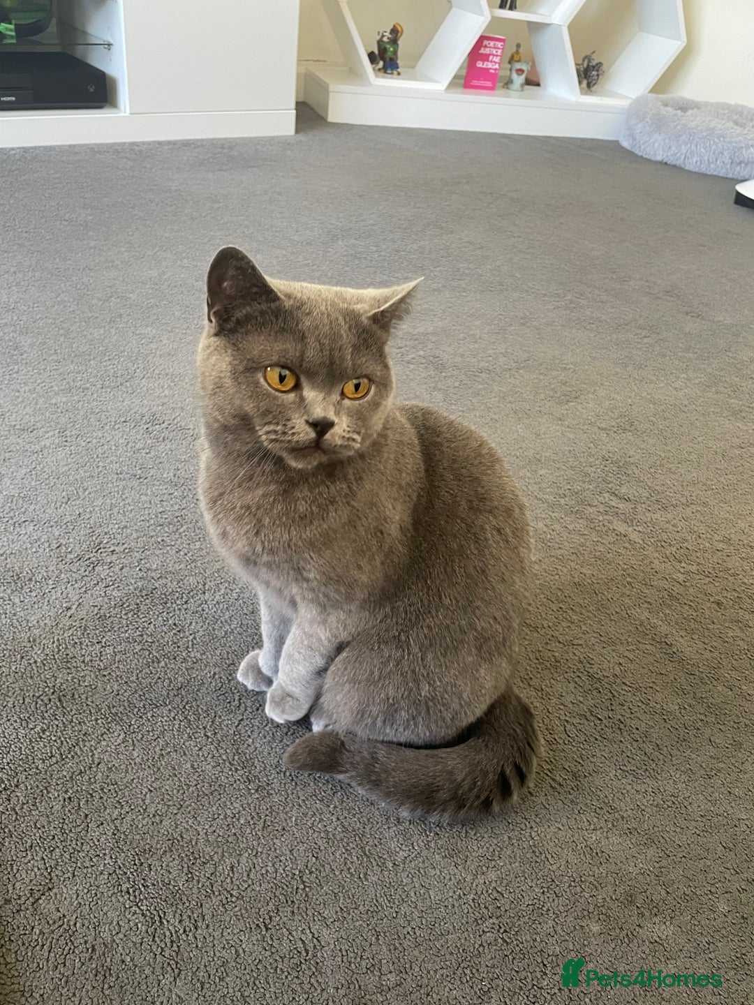 British Shorthair cats for sale: Looking for a loving home for Ash - Image 3