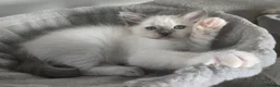Ragdoll cats for sale: Gorgeous mitted Ragdoll girls - Advert 10