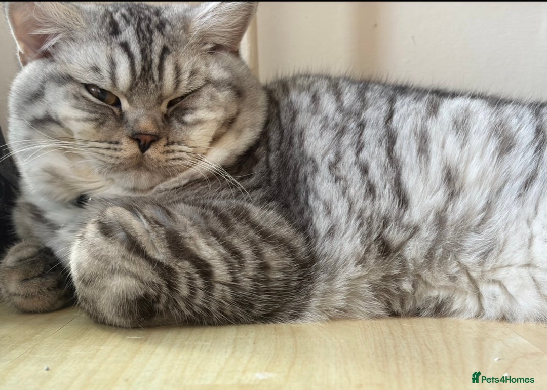 British Shorthair cats for sale: 3 Kittens•Full Pedigree•Champions bloodline•GCCF - Advert 27