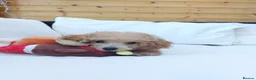 Toy Poodle dogs for sale: Asian Toy Poodle Girl in Bracknell - Advert 5