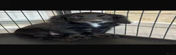 Sprocker dogs for sale: 7 beautiful Sprocker pups - Advert 5