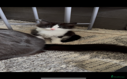 British Longhair cats for sale: 3 Gorgeous Fluffy Cuddly Babies! - Image 7