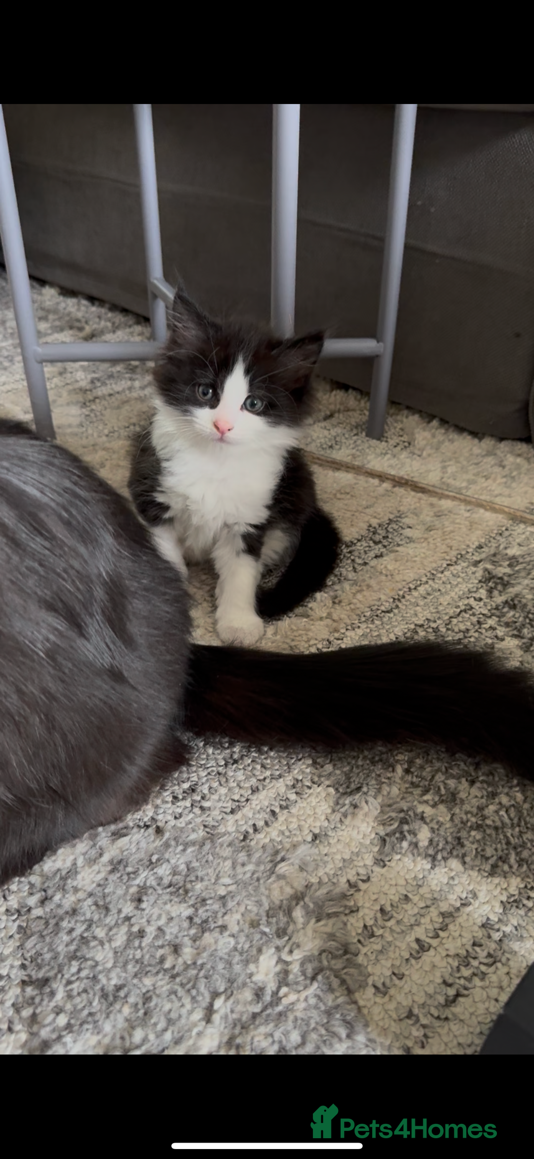 British Longhair cats for sale: 3 Gorgeous Fluffy Cuddly Babies! - Image 7