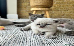 British Shorthair cats for sale: PEDIGREE BRITISH SHORTHAIR KITTENS COLOURPOINT - Image 7