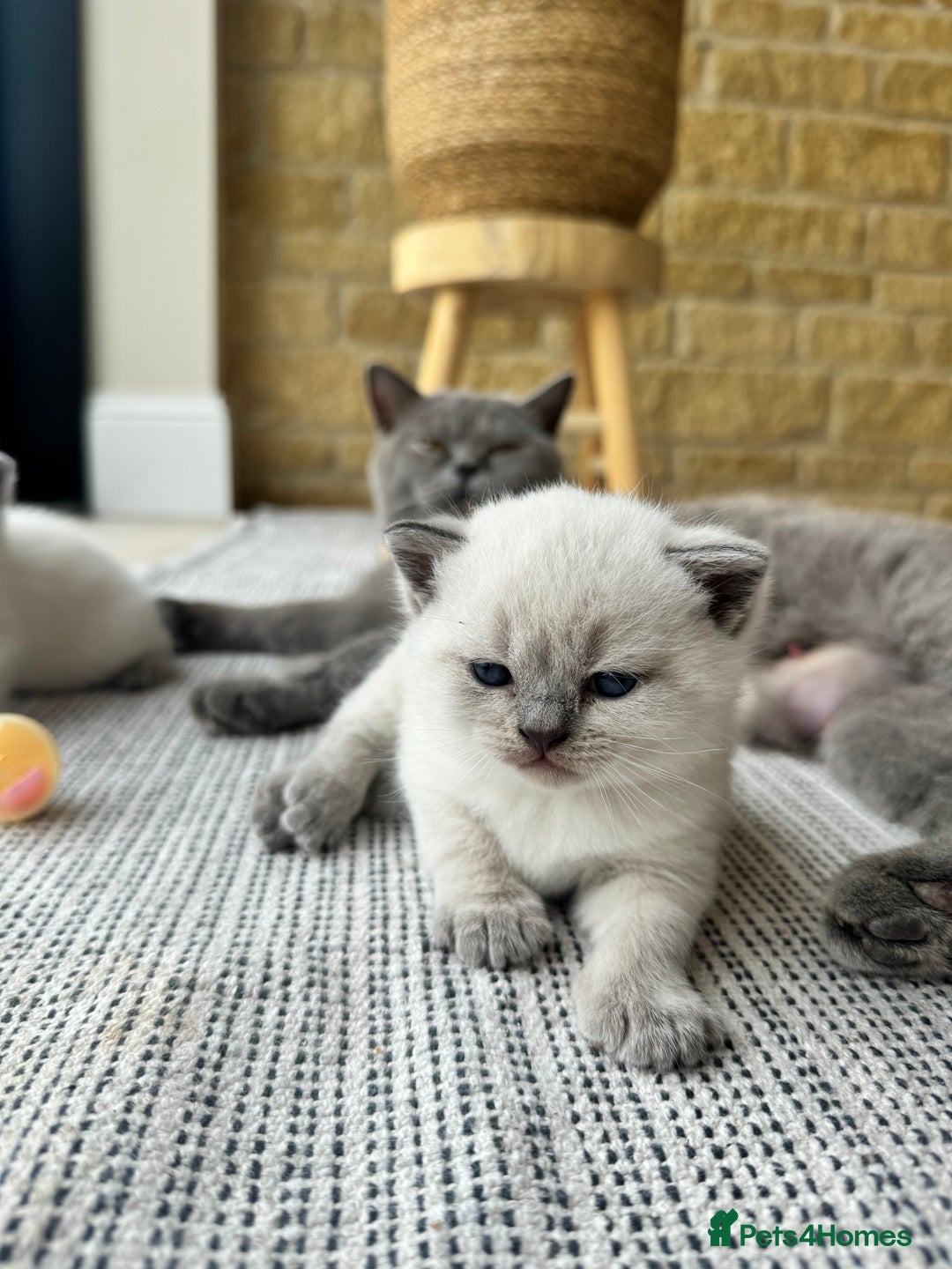 British Shorthair cats for sale: PEDIGREE BRITISH SHORTHAIR KITTENS COLOURPOINT - Image 7