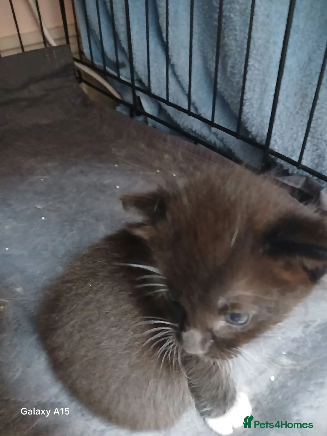 Ragdoll cats for sale: Ragdoll cross British shorthair kittens - Advert 10