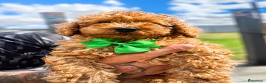 Toy Poodle 1