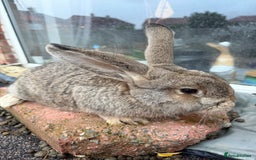 Mixed Breed rabbits for sale: Mixed breeds rabbits  9 to 14 weeks 3 left  - Advert 4