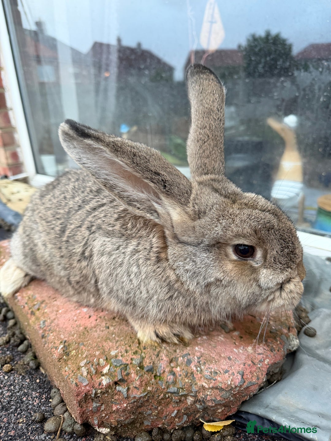 Mixed Breed rabbits for sale: Mixed breeds rabbits  9 to 14 weeks 3 left  - Advert 4
