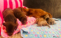 Miniature Dachshund dogs for sale: Stunning minature dachshund puppies - Image 34