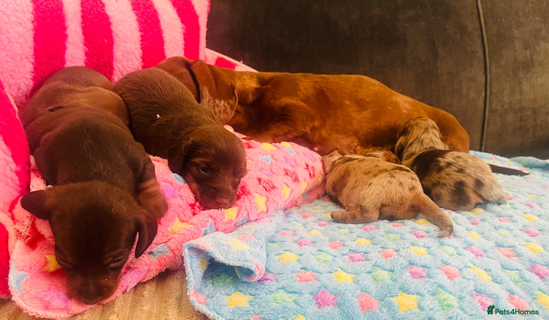 Miniature Dachshund dogs for sale: Stunning minature dachshund puppies - Image 34