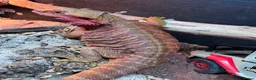 Bearded Dragon reptiles for sale: Bearded dragons for sale - Advert 3