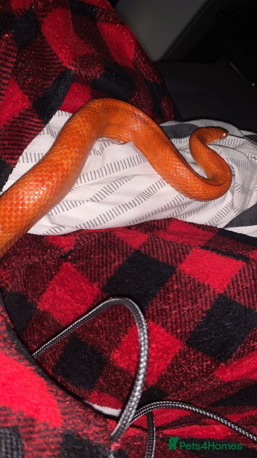 Corn Snake reptiles for sale: Corn snakes for sale - Image 9