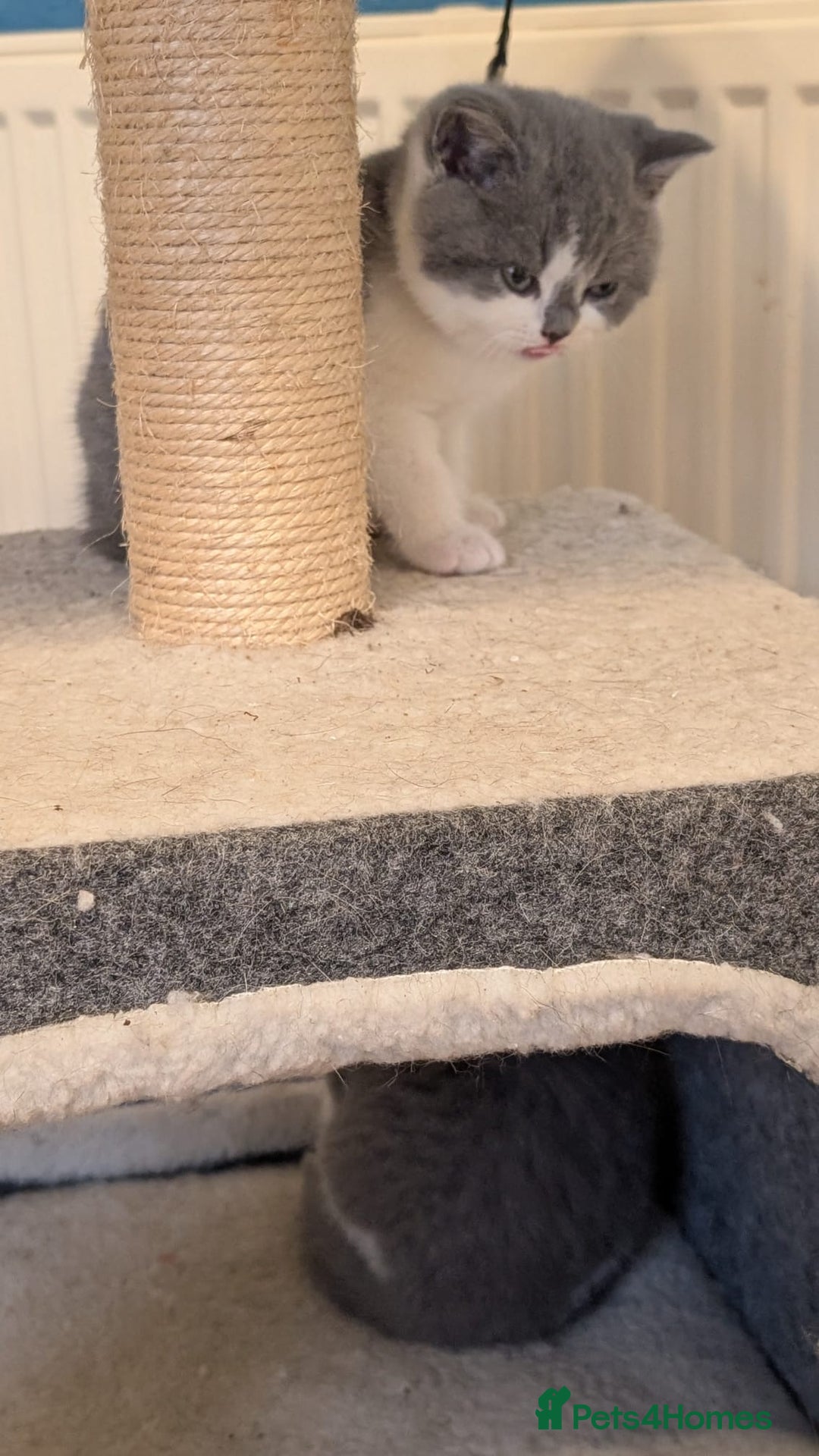 British Shorthair cats for sale: Stunning pedigree British short hair kittens  - Advert 13