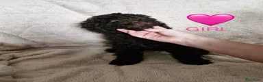 Cockapoo 5