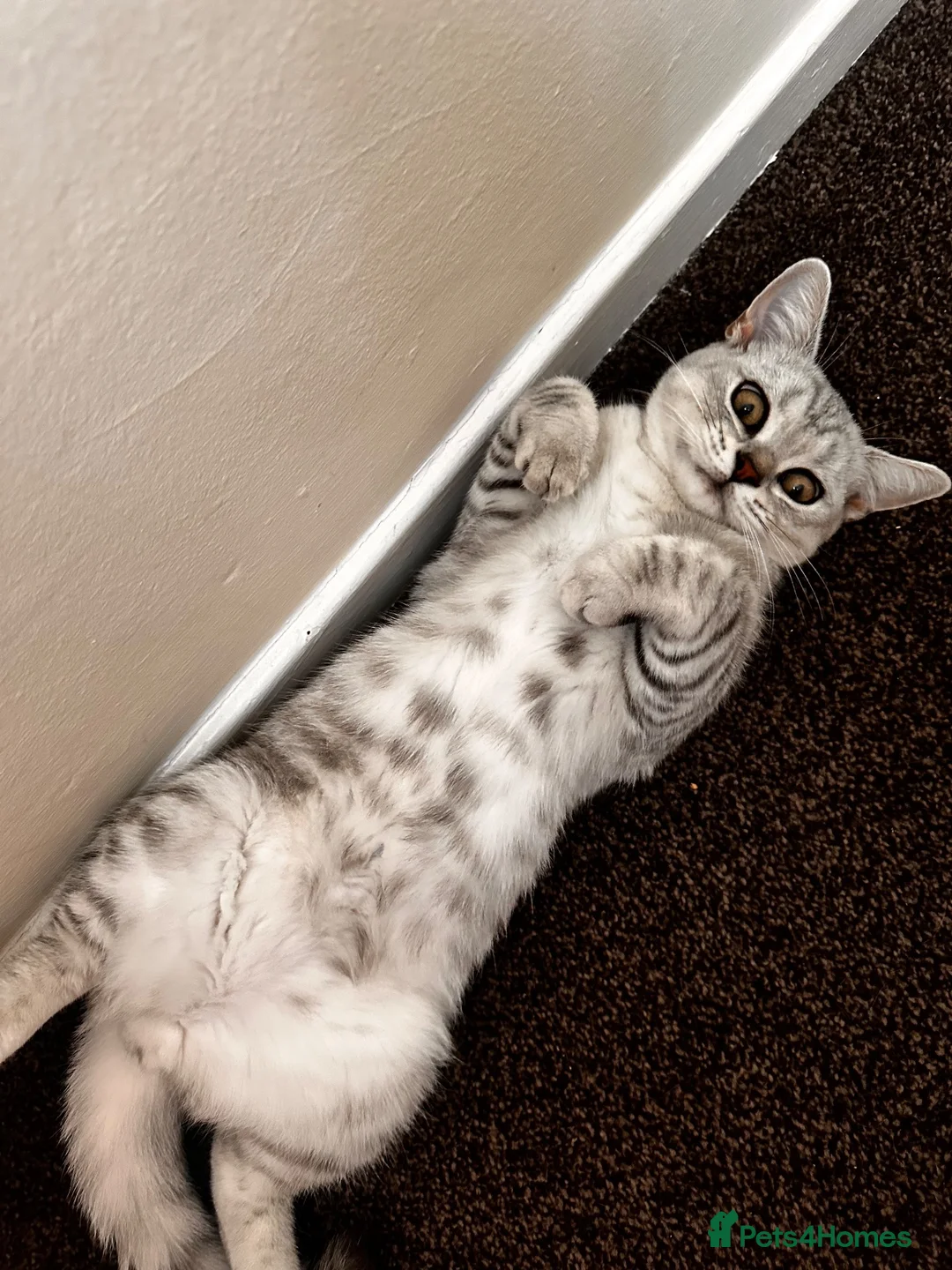 British Shorthair cats for sale: Silver British Shorthair, Male, 6 months old  - Advert 2