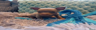 Miniature Pinscher Puppy 4