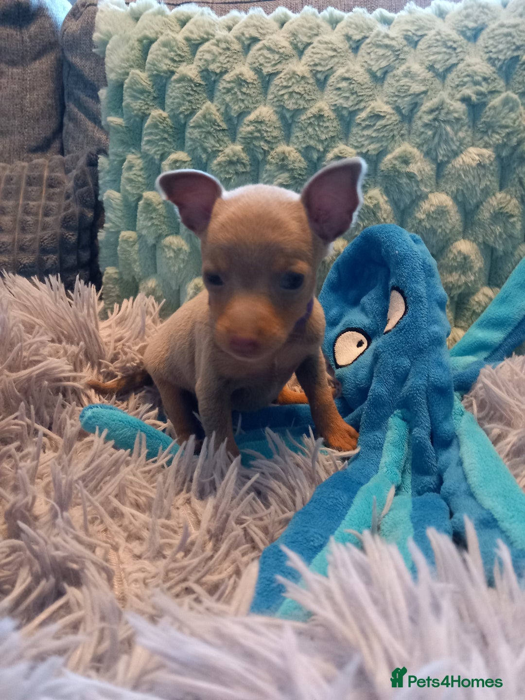 Miniature Pinscher dogs for sale: KC Reg Mini Pins, 2 remaining (READY TO LEAVE NOW) - Advert 15