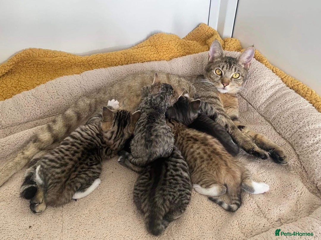 Mixed Breed cats for sale: Last remaining Female Kitten - Ready for rehoming! - Advert 7