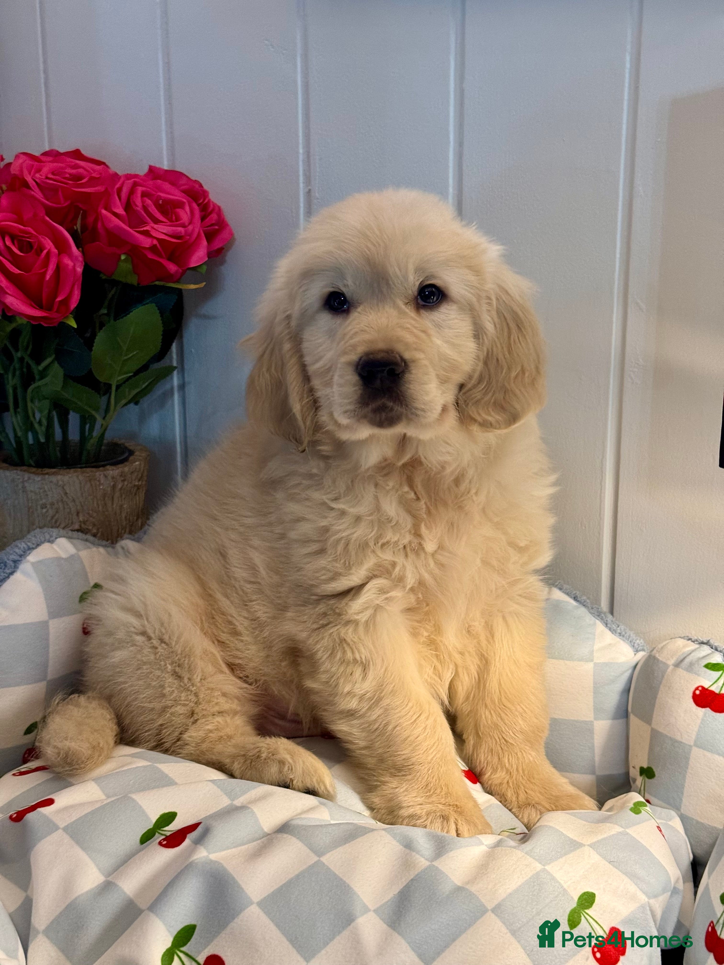 Golden Retriever dogs 1 boys  kc reg  cream golden retriever puppies  - Advert 15