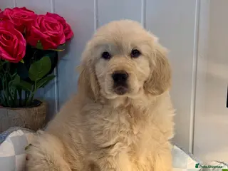 Golden Retriever dogs 1 boys kc reg cream golden retriever puppies - Advert 13