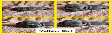 Yellow Girl