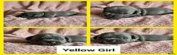 Staffordshire Bull Terrier dogs for sale: Blue staffie pups 🐶  - Advert 6