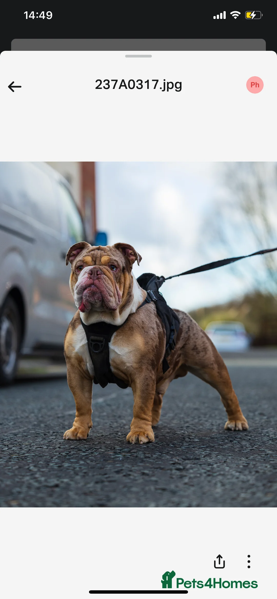 English Bulldog dogs for stud: Chocolate tri Merle  in Manchester - Advert 2