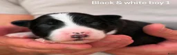 Border Collie dogs for sale: Stunning Champion line puppies  - Advert 7