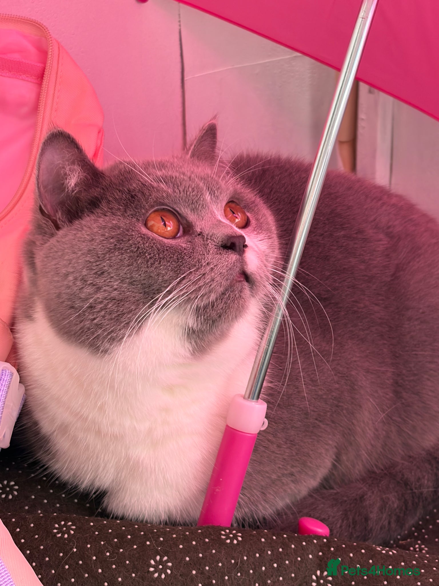 British Shorthair cats Beautiful British shorthair  - Advert 1