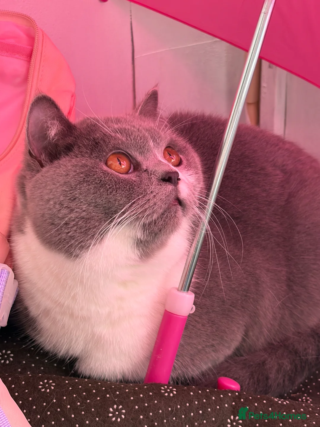 British Shorthair cats for sale: Beautiful British shorthair  - Advert 1