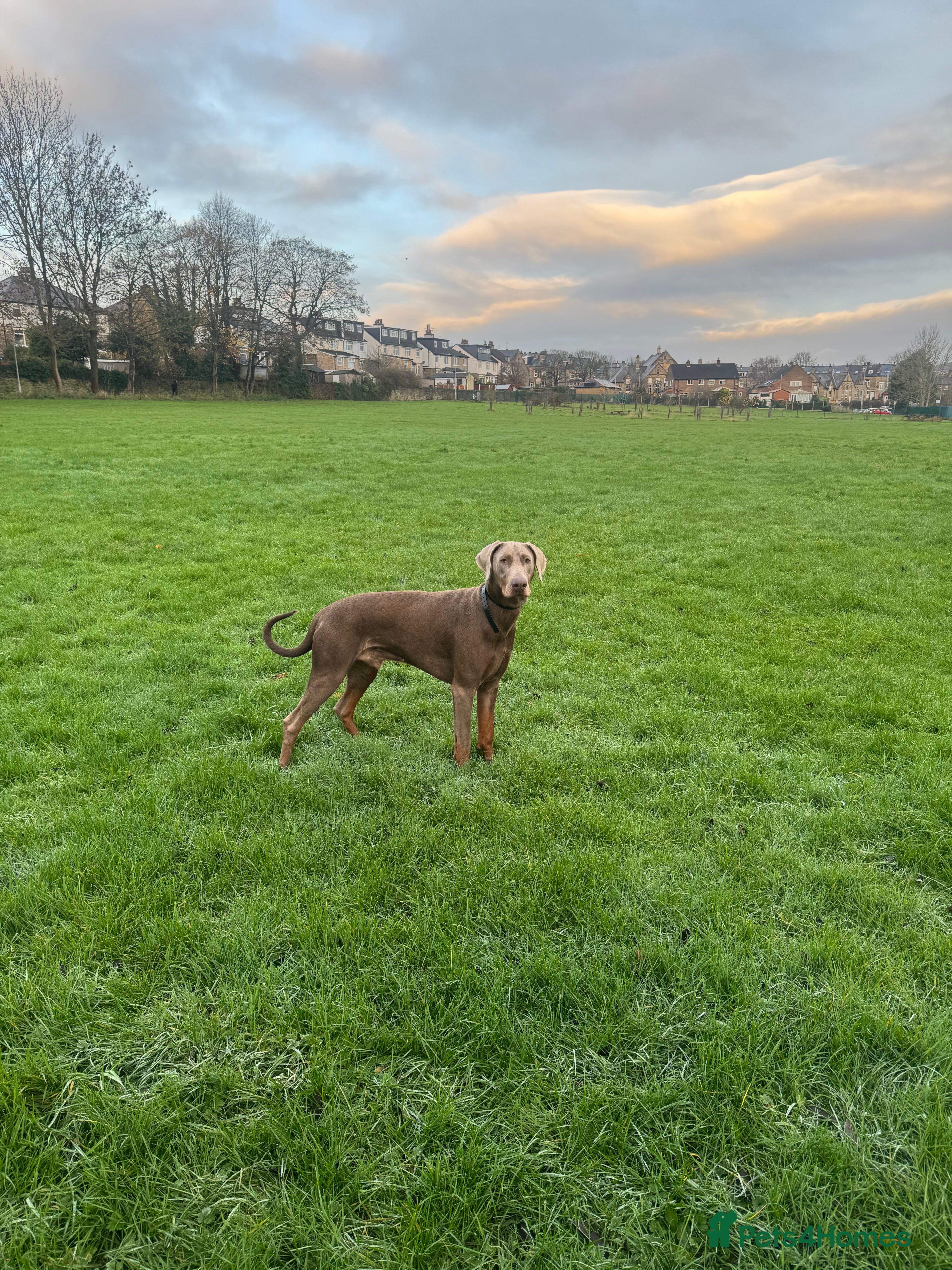 Dobermann dogs Charming Isabella Dobermann Pincher for Stud - Advert 1