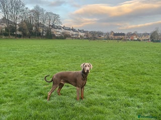 Dobermann dogs Charming Isabella Dobermann Pincher for Stud - Advert 1