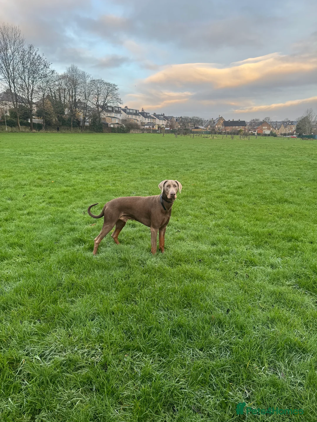 Dobermann dogs for stud: Charming Isabella Dobermann Pincher for Stud - Advert 2