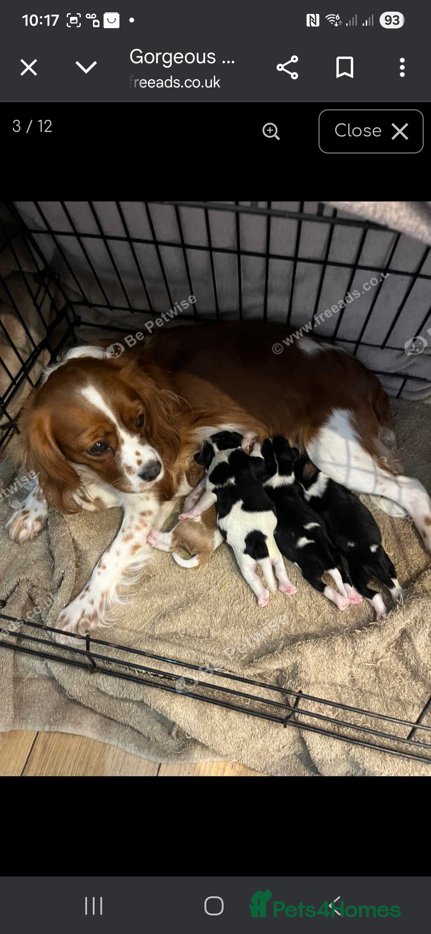 Cavalier King Charles Spaniel dogs King Charles puppies for sale 3 boys and 2 girls.  - Advert 15