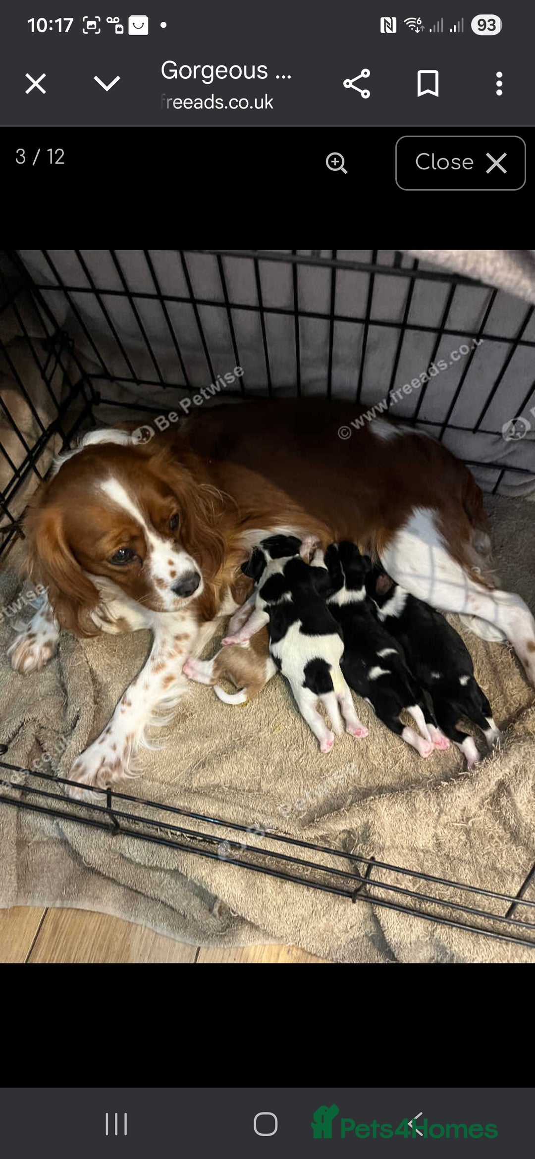 Cavalier King Charles Spaniel dogs for sale: King Charles puppies for sale 3 boys and 2 girls.  - Advert 1