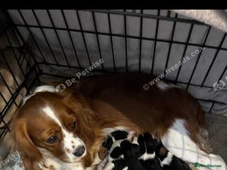 Cavalier King Charles Spaniel dogs King Charles puppies for sale 3 boys and 2 girls. - Advert 15