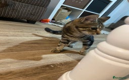 Domestic Shorthair cats for sale: Gorgeous tabby kitten  - Image 9