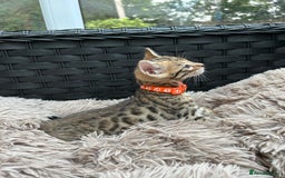Bengal cats for sale: ❤️ PURE BENGAL KITTENS FOR RESERVATION! ❤️ in Birmingham - Image 27
