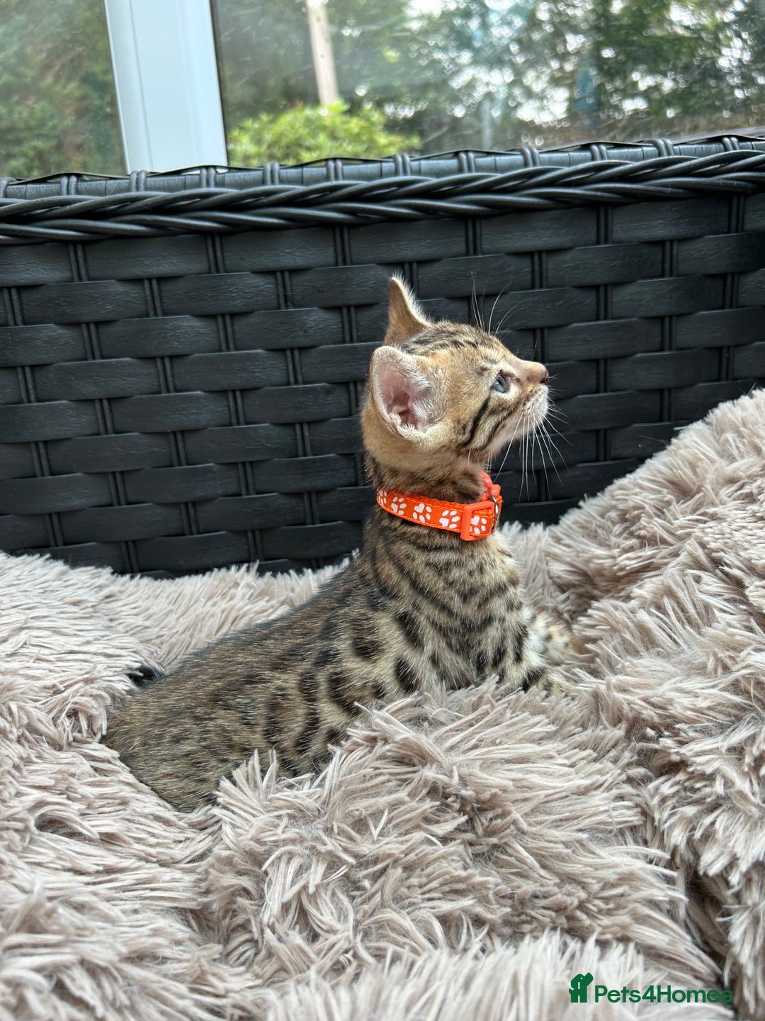 Bengal cats for sale: ❤️ PURE BENGAL KITTENS FOR RESERVATION! ❤️ in Birmingham - Image 27