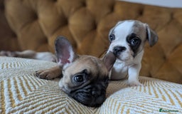 French Bulldog dogs for sale: REDUCED Adorable French Bulldog Puppies  - Image 8