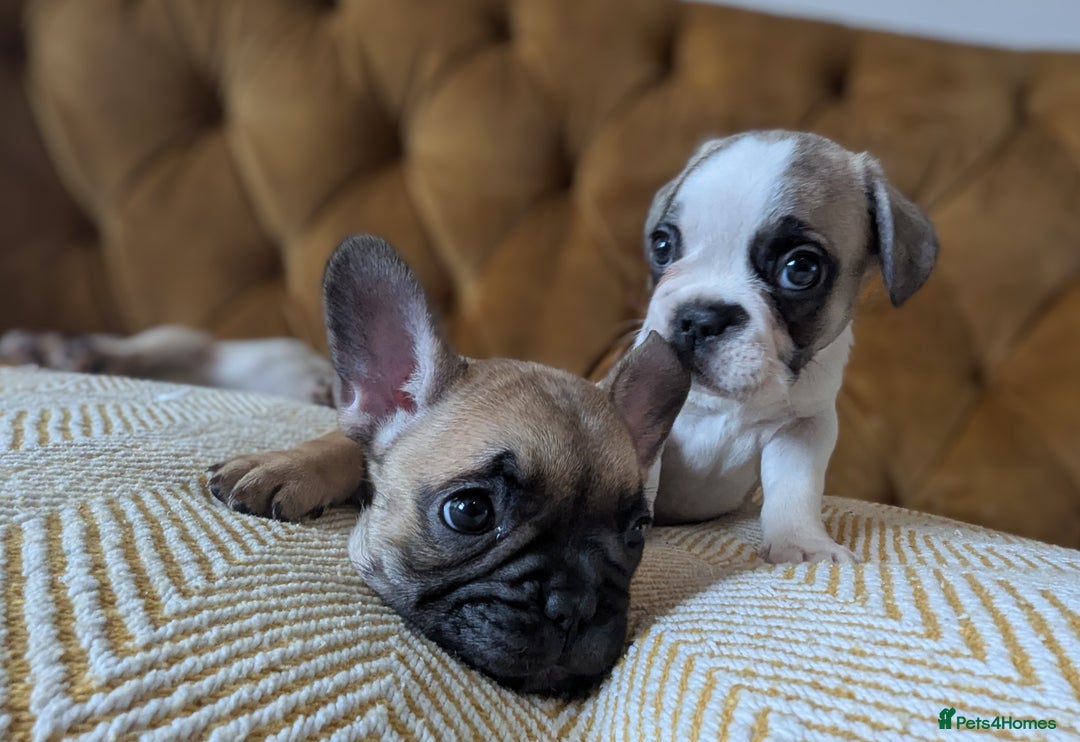 French Bulldog dogs for sale: REDUCED Adorable French Bulldog Puppies  - Image 8