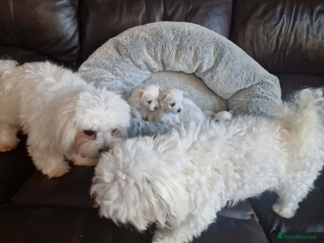 Maltese dogs for sale: Miniature Korean Maltese puppies for adoption - Advert 5