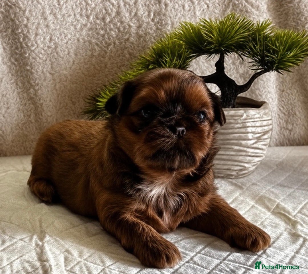 Shih Tzu dogs for sale: ♥️ Adorable Shih Tzu Puppies FoR sALe ♥️ - Image 14