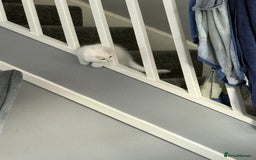 Ragdoll cats for sale: Ragdoll BSH cross kitten  - Image 6