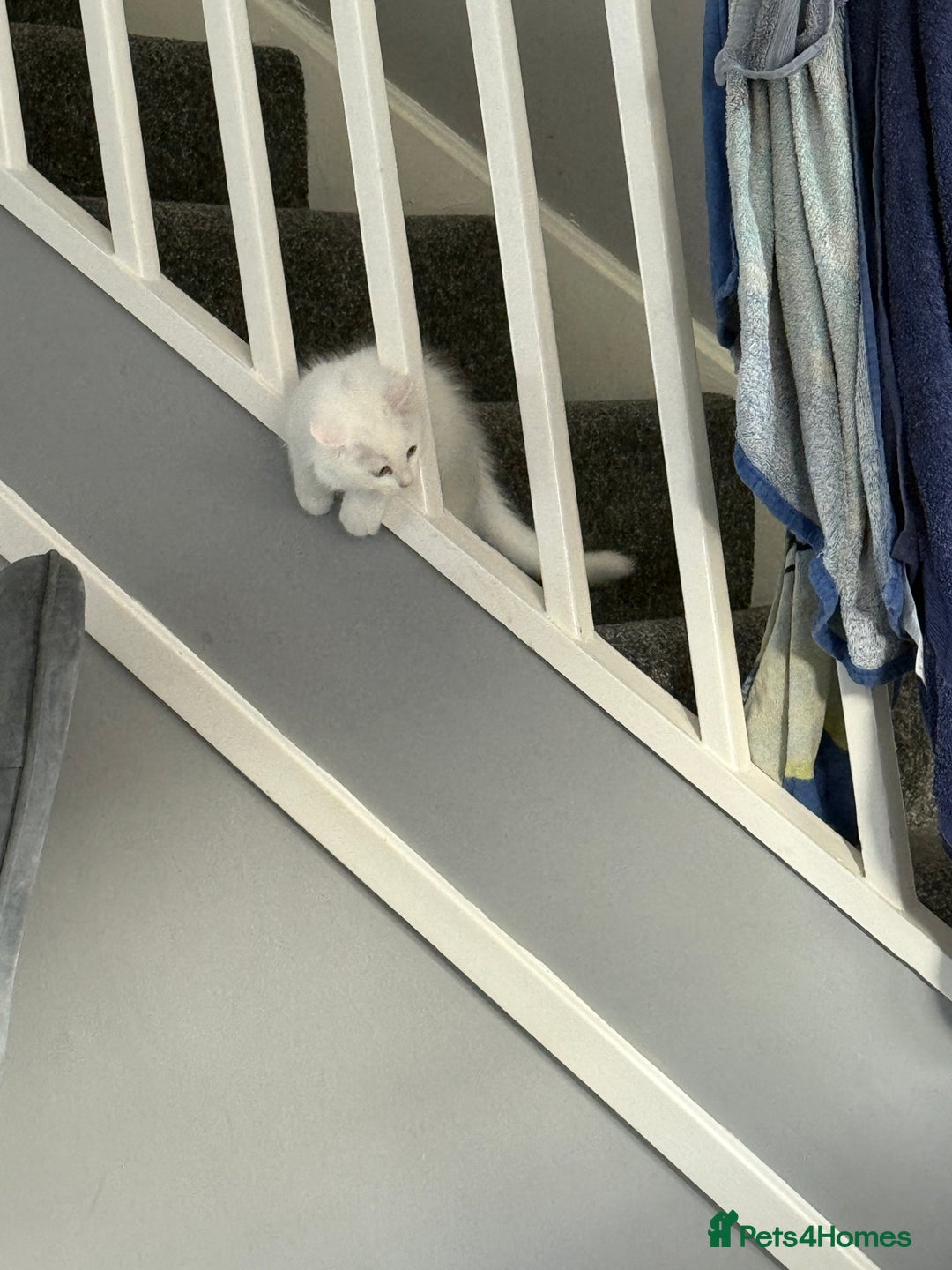 Ragdoll cats for sale: Ragdoll BSH cross kitten  - Image 6