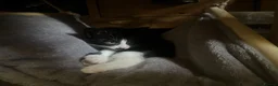 Domestic Shorthair cats for sale: 4 Kittens for sale in Uxbridge - Advert 3
