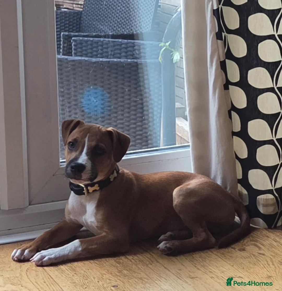 Staffordshire Bull Terrier dogs for sale: Staffordshire bull terrier  - Advert 6